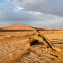 NAM HAR Dune45 2016NOV21 076 : 2016 - African Adventures, Hardap, Namibia, Southern, Africa, Dune 45, 2016, November